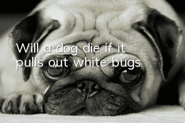 Will a dog die if it pulls out white bugs?