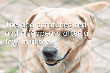 The dog scratches red and disappears after a few minutes