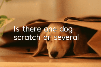 Is there one dog scratch or several?