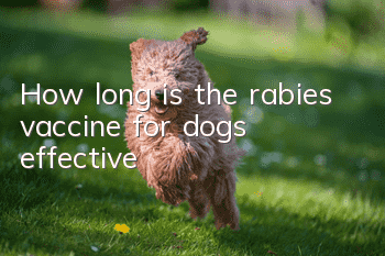 How long is the rabies vaccine for dogs effective?