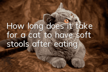 How long does it take for a cat to have soft stools after eating?