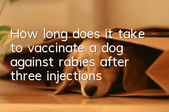 How long does it take to vaccinate a dog against rabies after three injections?