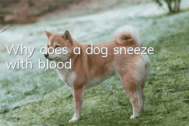 Why does a dog sneeze with blood?