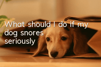What should I do if my dog snores seriously?