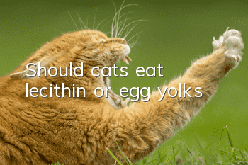 Should cats eat lecithin or egg yolks?