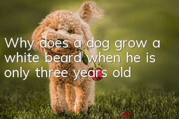 Why does a dog grow a white beard when he is only three years old?