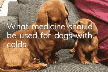 What medicine should be used for dogs with colds?