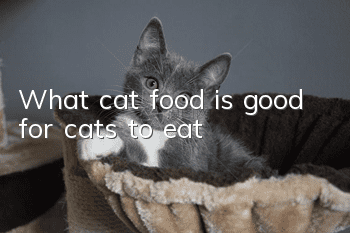 What cat food is good for cats to eat?
