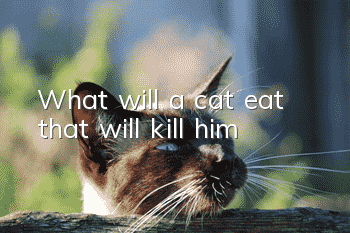 What will a cat eat that will kill him?