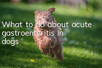What to do about acute gastroenteritis in dogs