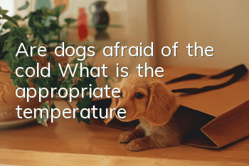 Are dogs afraid of the cold? What is the appropriate temperature?