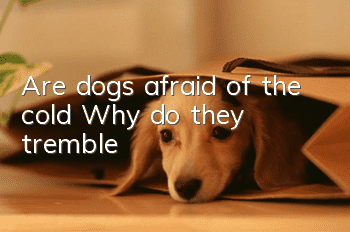 Are dogs afraid of the cold? Why do they tremble?