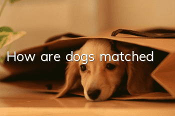 How are dogs matched?