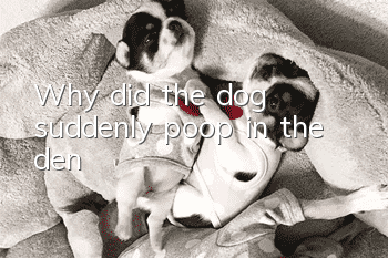Why did the dog suddenly poop in the den?