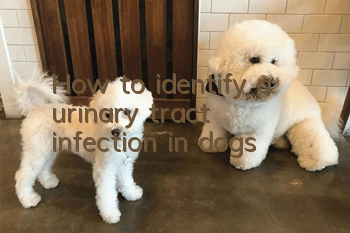 How to identify a urinary tract infection in dogs