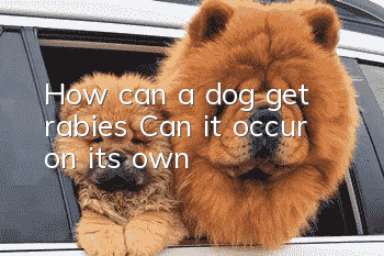 How can a dog get rabies? Can it occur on its own?