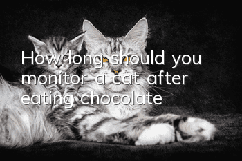 How long should you monitor a cat after eating chocolate?