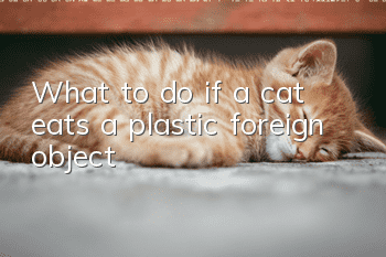 What to do if a cat eats a plastic foreign object