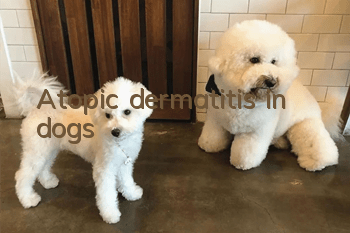 Atopic dermatitis in dogs