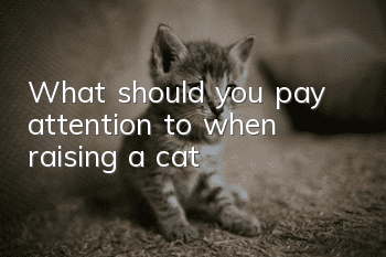 What should you pay attention to when raising a cat?