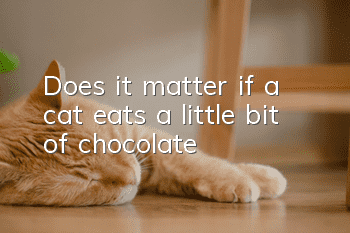 Does it matter if a cat eats a little bit of chocolate?