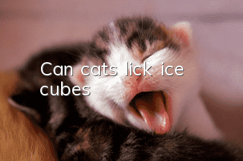 Can cats lick ice cubes?