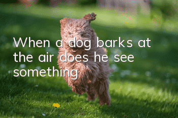 When a dog barks at the air, does he see something?