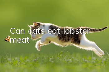 Can cats eat lobster meat?