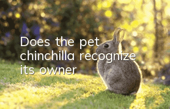 Does the pet chinchilla recognize its owner?