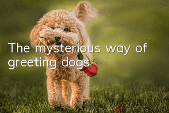 The mysterious way of greeting dogs