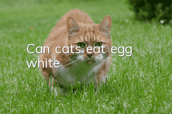 Can cats eat egg white?