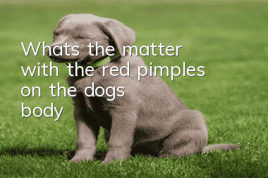 What's the matter with the red pimples on the dog's body?