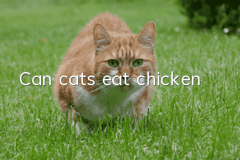 Can cats eat chicken?