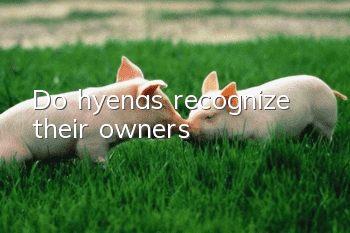Do hyenas recognize their owners?