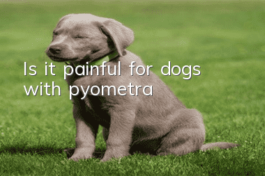 Is it painful for dogs with pyometra?