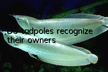 Do tadpoles recognize their owners?