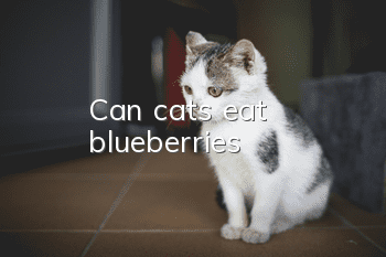 Can cats eat blueberries?