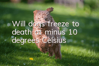 Will dogs freeze to death at minus 10 degrees Celsius?