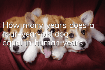 How many years does a four-year-old dog equal in human years?