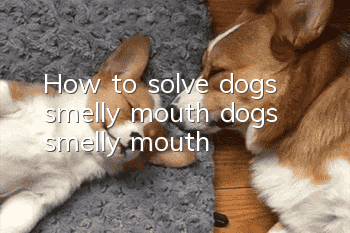 How to solve dog’s smelly mouth, dog’s smelly mouth