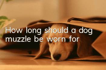 How long should a dog muzzle be worn for?