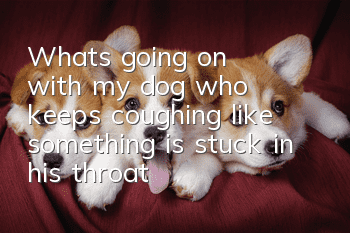 What's going on with my dog who keeps coughing like something is stuck in his throat?