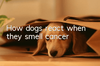 How dogs react when they smell cancer