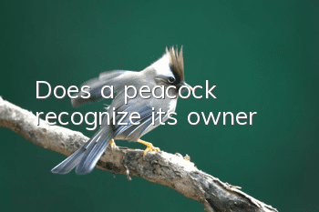 Does a peacock recognize its owner?