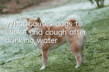 What causes dogs to choke and cough after drinking water?