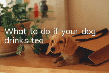 What to do if your dog drinks tea