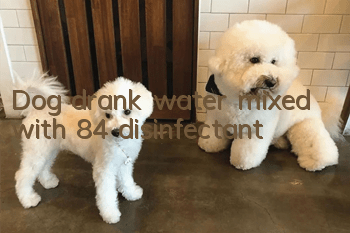 Dog drank water mixed with 84 disinfectant