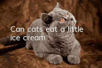 Can cats eat a little ice cream?