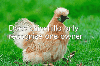 Does chinchilla only recognize one owner?