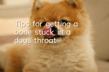 Tips for getting a bone stuck in a dog’s throat